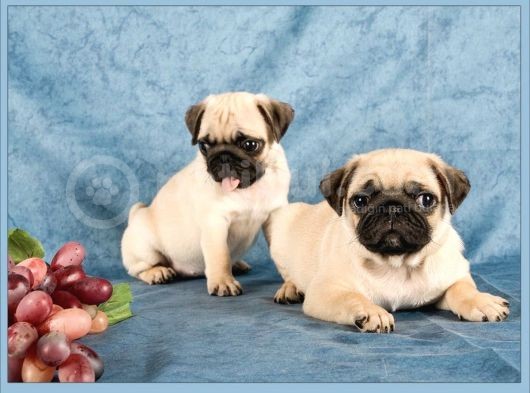 En İyi Görsele Sahip Pug Yavrular