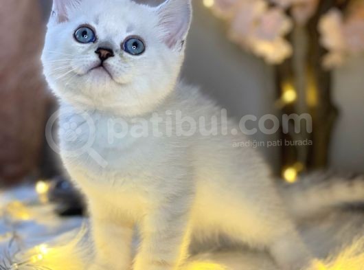 Ocean Blue Eyes Bri̇ti̇sh Shorthai̇r Si̇lver Shaded görsel