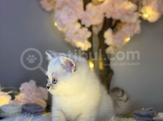 Ocean Blue Eyes Bri̇ti̇sh Shorthai̇r Si̇lver Shaded görsel