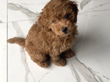 4 Aylık Erkek Toy Poodle