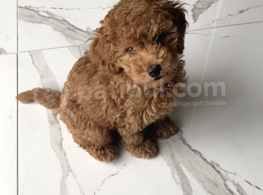 4 Aylık Erkek Toy Poodle görsel