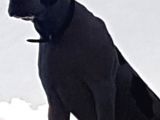 Çok Acil Rednoose Pitbull