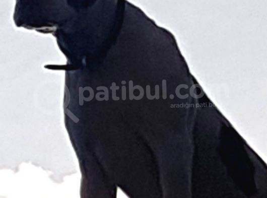 Çok Acil Rednoose Pitbull