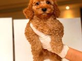 Küt Burun Toy Poodle Yavrulari