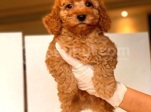 Küt Burun Toy Poodle Yavrulari görsel
