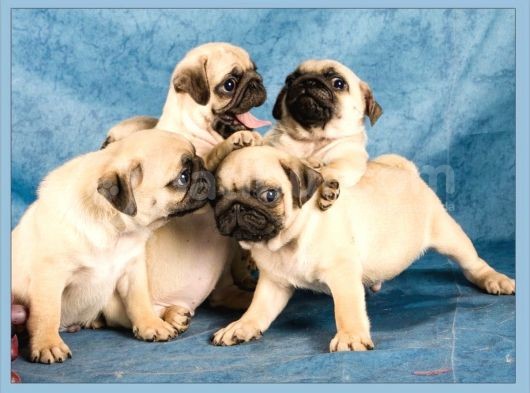 En İyi Görsele Sahip Pug Yavrular görsel