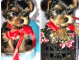 Teacup Mini Yorkshire Bebekler Anne Altında
