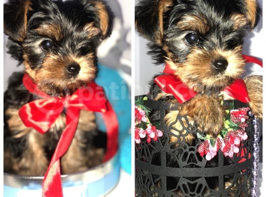 Teacup Mini Yorkshire Bebekler Anne Altında