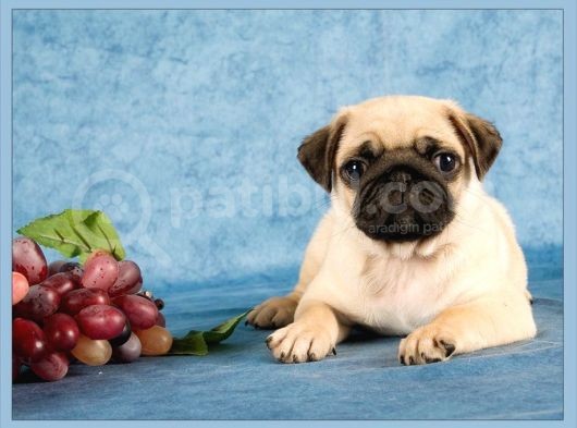 En İyi Görsele Sahip Pug Yavrular görsel