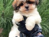 En İyi Görsel Shihtzu Dişi Yavru