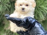 Xxs Maltipoo Dişi