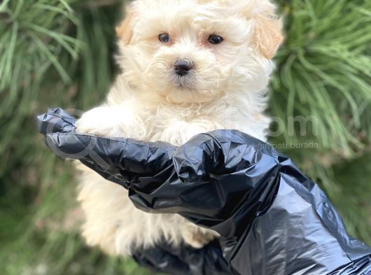 Xxs Maltipoo Dişi görsel