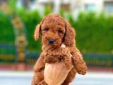 Red Toy Poodle Bebekleri̇mi̇z