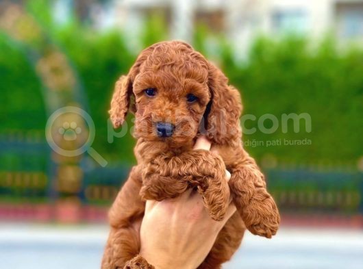 Red Toy Poodle Bebekleri̇mi̇z görsel