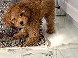 4 Aylık Erkek Toy Poodle