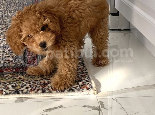 4 Aylık Erkek Toy Poodle