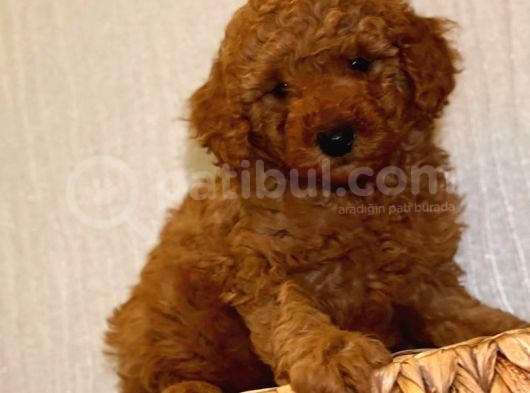 Safkan Toy Poodle Yavrularımız görsel