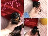 Teacup Mini Yorkshire Bebekler Anne Altında