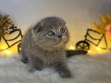 Sıfır Kulak Orjinal Scottish Fold