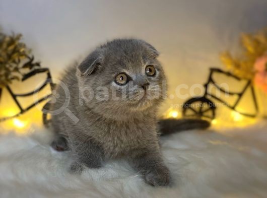 Sıfır Kulak Orjinal Scottish Fold görsel
