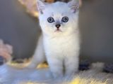 Ocean Blue Eyes Bri̇ti̇sh Shorthai̇r Si̇lver Shaded