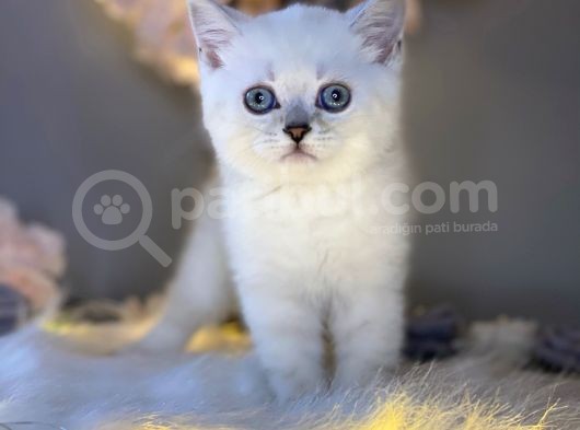 Ocean Blue Eyes Bri̇ti̇sh Shorthai̇r Si̇lver Shaded görsel