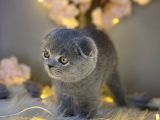 Sıfır Kulak Orjinal Scottish Fold
