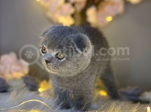 Sıfır Kulak Orjinal Scottish Fold görsel