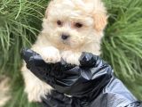 Xxs Maltipoo Dişi