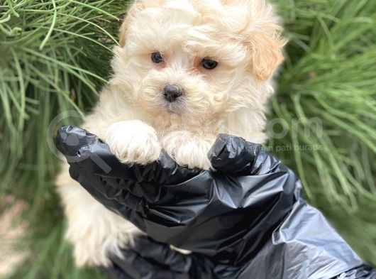Xxs Maltipoo Dişi görsel