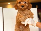 Küt Burun Toy Poodle Yavrulari