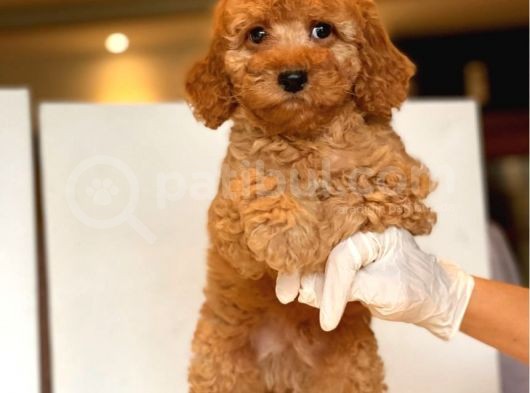 Küt Burun Toy Poodle Yavrulari