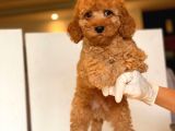 Küt Burun Toy Poodle Yavrulari