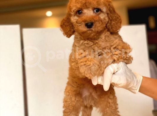 Küt Burun Toy Poodle Yavrulari görsel