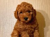 Safkan Toy Poodle Yavrularımız