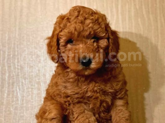 Safkan Toy Poodle Yavrularımız görsel