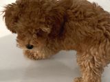 4 Aylık Erkek Toy Poodle