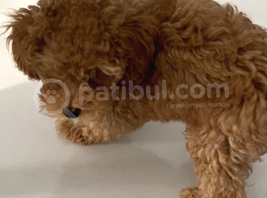 4 Aylık Erkek Toy Poodle görsel