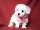 Mini Boy Maltese Sevimli Yavrular