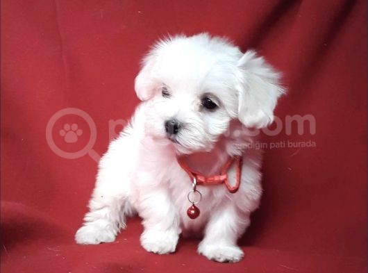 Mini Boy Maltese Sevimli Yavrular görsel