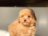 Apri̇cot Toy Poodle Yavrular