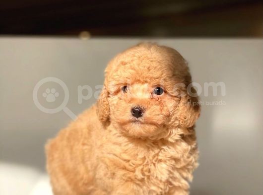 Apri̇cot Toy Poodle Yavrular görsel