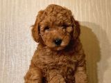 Bebek Surat Toy Poodle Yavrular
