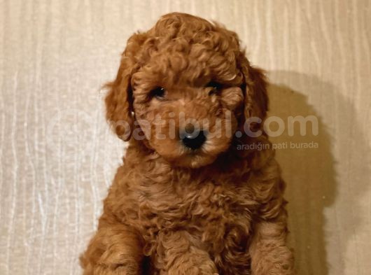 Bebek Surat Toy Poodle Yavrular görsel