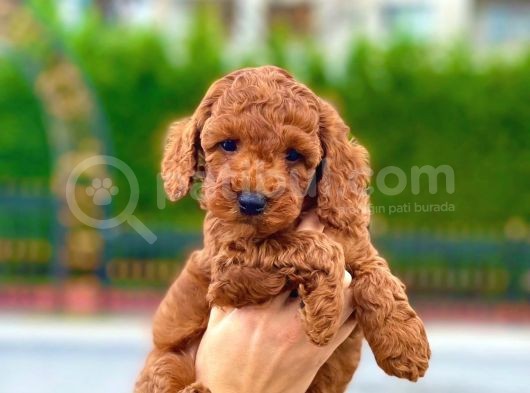 Red Toy Poodle Bebekleri̇mi̇z görsel