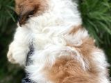 En İyi Görsel Shihtzu Dişi Yavru