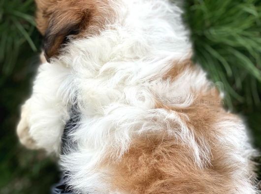 En İyi Görsel Shihtzu Dişi Yavru görsel