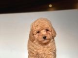 Apri̇cot Toy Poodle Yavrular