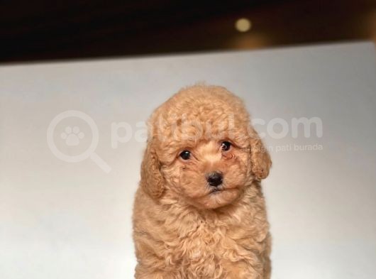 Apri̇cot Toy Poodle Yavrular görsel