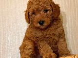 Safkan Toy Poodle Yavrularımız